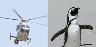 Emniyetsiz Penguen